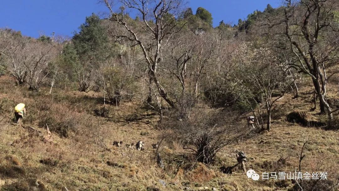 攸县兴林油茶,油茶苗,油茶果,轻基质杯苗,裸根苗,油茶苗价钱,油茶苗批发,油茶苗基地