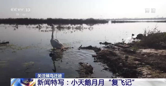 乐博体育app下载,湖南野生动物追踪,湖南卫星追踪器,湖南追踪器