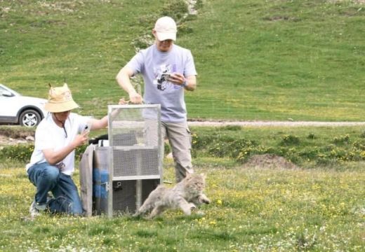 乐博体育app下载,湖南野生动物追踪,湖南卫星追踪器,湖南追踪器